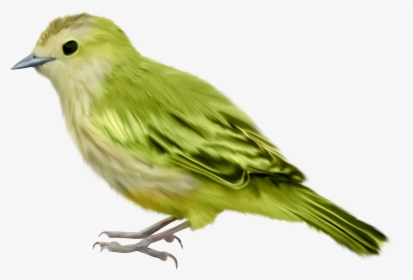Bird Png - Green Bird Transparent Background, Png Download, Transparent PNG