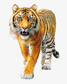 Cartoon Tiger, Background Images For Editing, Picsart - Ranthambore National Park, HD Png Download, Transparent PNG