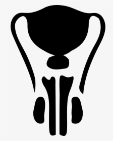 Male Svg Png Icon - Male Reproductive System Icon, Transparent Png, Transparent PNG
