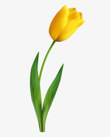 Banner Royalty Free Stock Transparent Clip Art Image - Transparent Background Yellow Tulip Png, Png Download, Transparent PNG