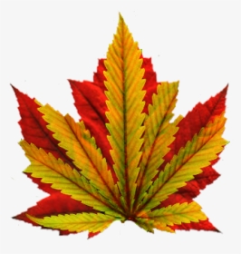 Cultivating Cannabis In Canada, HD Png Download, Transparent PNG