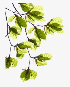 Tree Branches With Leaves Png - Aesthetic Dog, Transparent Png, Transparent PNG