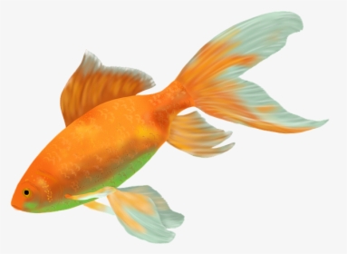 Goldfish, Fish, Gold, Water, Cichlid, Animal, Fauna - Ikan Hias Air Tawar Terindah, HD Png Download, Transparent PNG