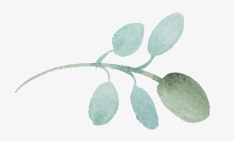 This Graphics Is Round Leaf Cartoon Transparent About - Acacia Greggii, HD Png Download, Transparent PNG