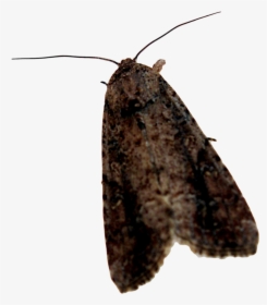 Moth Png Background Image - Moth Transparent Background, Png Download, Transparent PNG