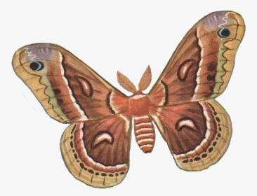 Download Moth Png Photos - Moth Png, Transparent Png, Transparent PNG
