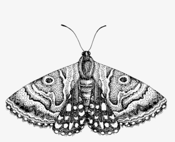 Transparent Moth Png - Moth Png Transparent, Png Download, Transparent PNG