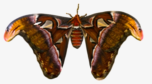 Animal, Butterfly, Insect, Atlas Moth, Atlas Butterfly - Butterfly, HD Png Download, Transparent PNG