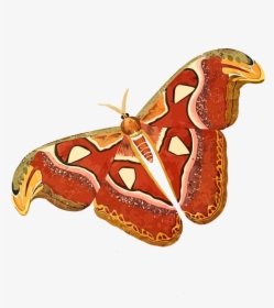 Cartoon Picture Of Moth, HD Png Download, Transparent PNG