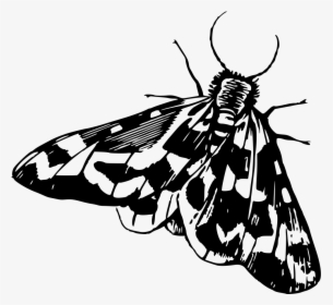 Transparent Moths Png - Moth Clipart Black And White, Png Download, Transparent PNG