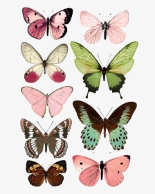 Butterfly Moth Insect Paper Printing Free Download - Butterflies To Print, HD Png Download, Transparent PNG