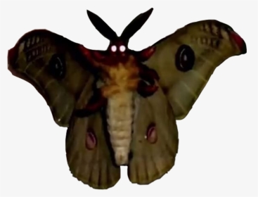 Moth Meme Png - Transparent Moth Meme, Png Download, Transparent PNG