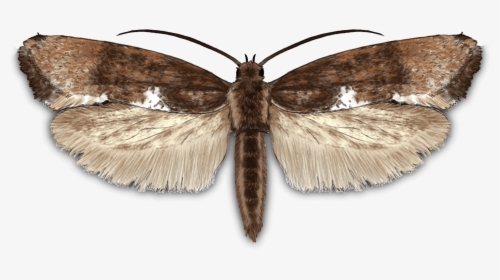 Leek Moth - Peppered Moth, HD Png Download, Transparent PNG