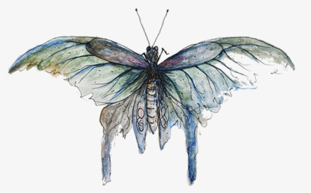 Copyright Sarah Jane Palmer - Mimicry Butterfly, HD Png Download, Transparent PNG