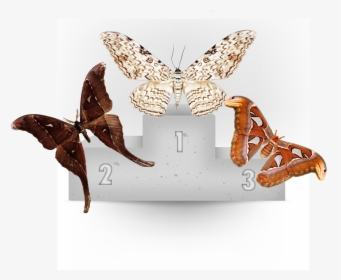 Moths Png, Transparent Png, Transparent PNG