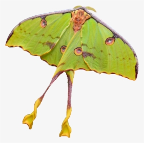 Transparent Moths Png - Luna Moth, Png Download, Transparent PNG