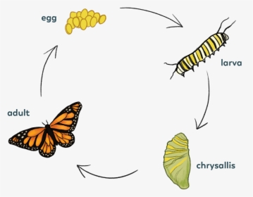 Butterrly-cycle - Monarch Butterfly, HD Png Download, Transparent PNG