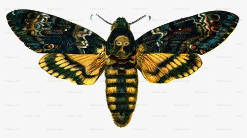 Acherontia Atropos, HD Png Download, Transparent PNG