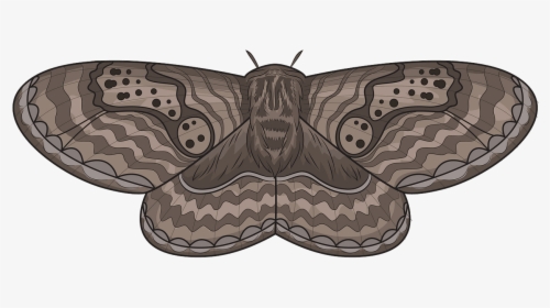 Butterfly, HD Png Download, Transparent PNG