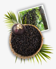 Acai Tree, HD Png Download, Transparent PNG
