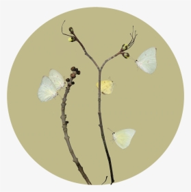 Twig, HD Png Download, Transparent PNG