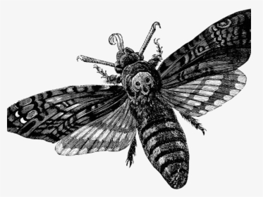 Moth Clipart Tumblr Transparent - Death Head Moth Transparent, HD Png Download, Transparent PNG