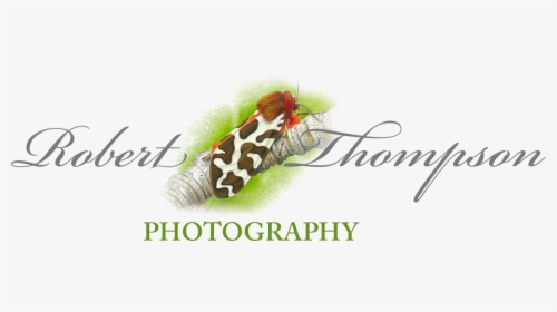 Robert Thompson Logo - Snout Moths, HD Png Download, Transparent PNG