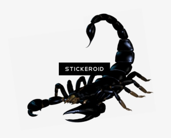 Scorpion Tattoo Silhouette Insects Scorpions - Scorpion Png, Transparent Png, Transparent PNG