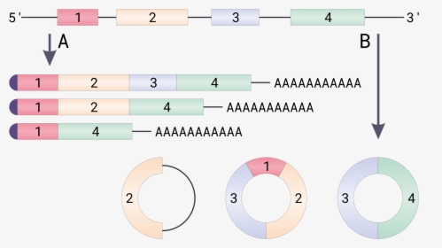 Circular Rna, HD Png Download, Transparent PNG