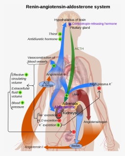 Renin Angiotensin Aldosterone System Diagram, HD Png Download, Transparent PNG