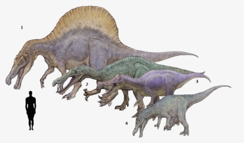 Spinosaurus Drawing Godzilla - Suchomimus Baryonyx Spinosaurus, HD Png Download, Transparent PNG