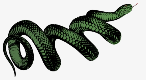 Coiled Snake - Colour - Png Transparent Snake Png, Png Download, Transparent PNG