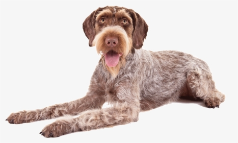 German Wirehaired Pointers , Png Download - German Wirehaired Pointer Png, Transparent Png, Transparent PNG
