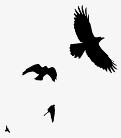 Bird-watching - Hawk, HD Png Download, Transparent PNG