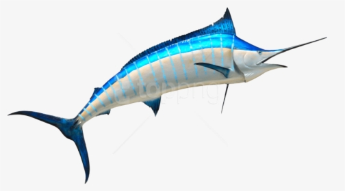 Free Png Fish Png Images Transparent - Marlin Fish Png, Png Download, Transparent PNG