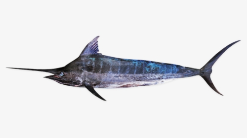 Swordfish - Xiphias Gladius - Indo Pacific Blue Marlin Png, Transparent Png, Transparent PNG