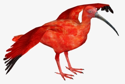 Thumb Image - Scarlet Ibis Bird Png, Transparent Png, Transparent PNG