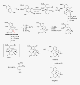 Gates Synthesis - Morphine Synthesis, HD Png Download, Transparent PNG