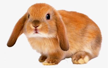 Rabbit Png Images - Brown Bunny Floppy Ears, Transparent Png, Transparent PNG