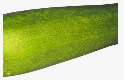 Zucchini Png Image1 - Gourd, Transparent Png, Transparent PNG