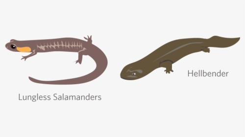 Amphibian Drawing Giant Salamander - Skink, HD Png Download, Transparent PNG