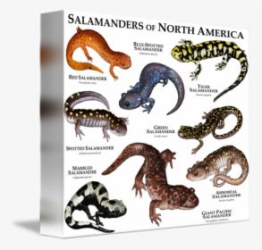 Amphibians Drawing Blue Spotted Salamander - North American Salamander, HD Png Download, Transparent PNG