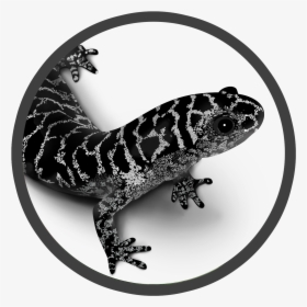 Newt Drawing Marbled Salamander - Frosted Flatwoods Salamander Amphibian Foundation, HD Png Download, Transparent PNG
