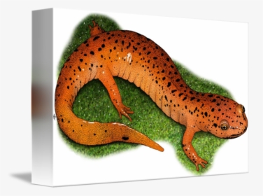 Amphibian Drawing Eastern Newt - Gecko, HD Png Download, Transparent PNG