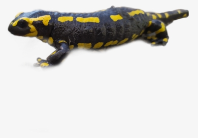 #salamander - Chinese Warty Newt, HD Png Download, Transparent PNG