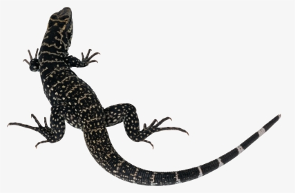 Salamander Png, Transparent Png, Transparent PNG