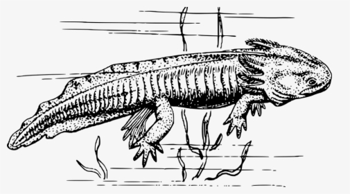 Black And White Clipart Axolotl, HD Png Download, Transparent PNG