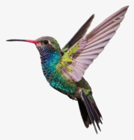 Hummingbird Png, Transparent Png, Transparent PNG