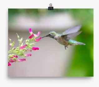 Hovering Broadtailed Hummingbird On Red Birds Plant-print - Ruby-throated Hummingbird, HD Png Download, Transparent PNG