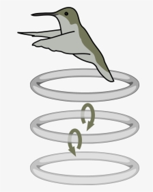 Hummingbird Wing Vortices, HD Png Download, Transparent PNG